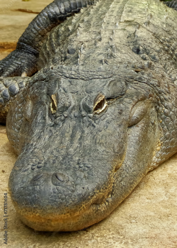 Fototapeta premium regard de crocodile