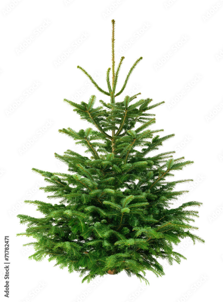 Perfekter Tannenbaum 2025 Mira Diandra