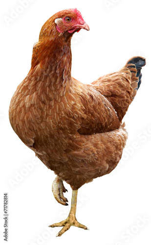 Photo Brown hen isolated on white background.