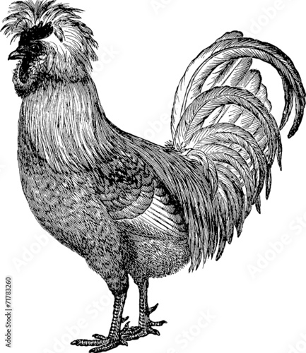 Billede på lærred Vintage illustration cockerel