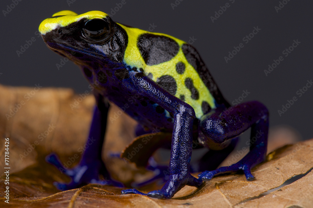 Obraz premium Dart frog / Dendrobates tinctorius