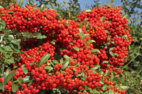 pyracantha