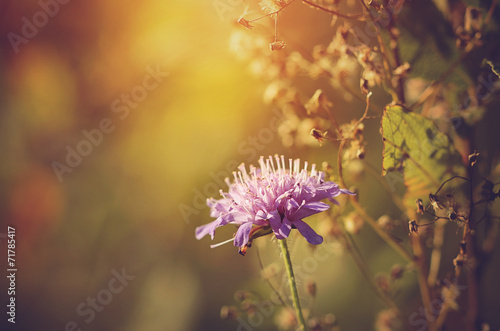 Vintage photo of a purple wildflower