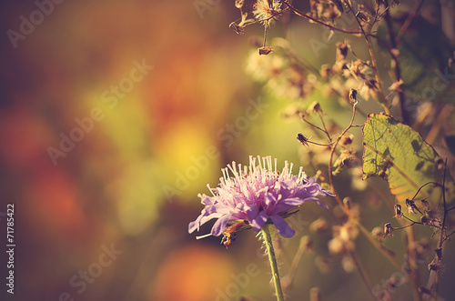 Vintage photo of a purple wildflower