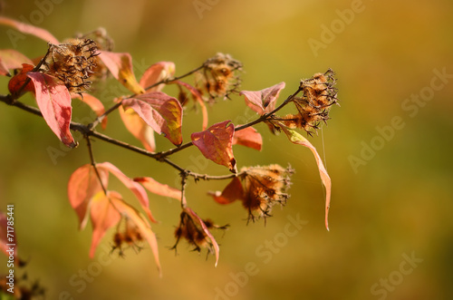 Autumn leaves © SasaStock