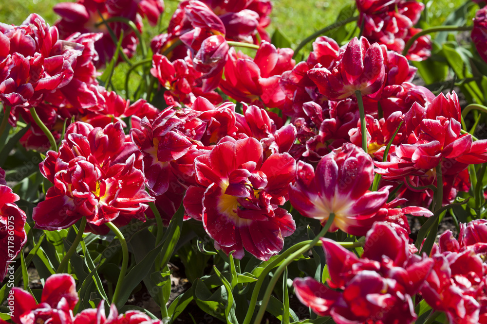 Red Tulips in Keukenhof Flower Garden,The Netherlands Red Tulips in Keukenhof Flower Garden,The Netherlands