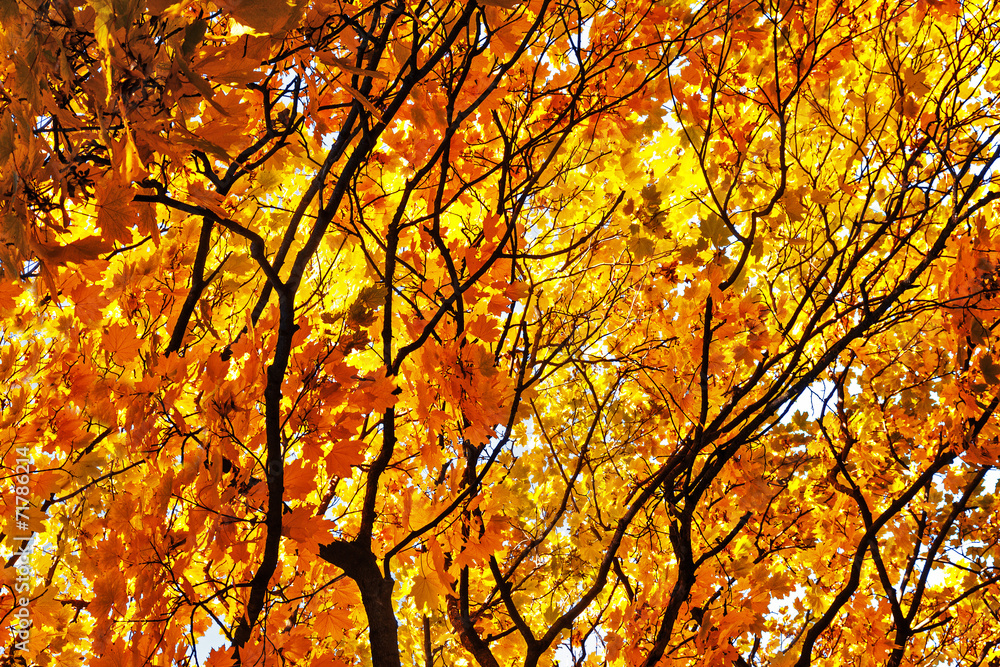 Maple branches of.