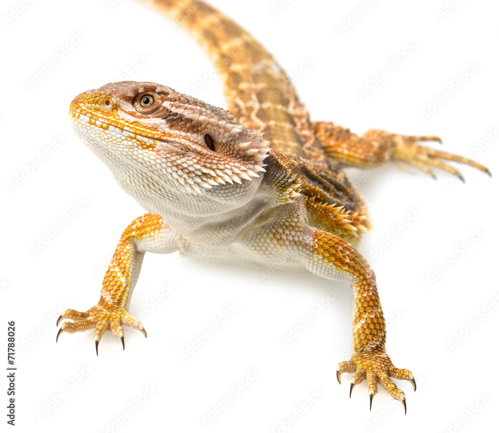 Obraz premium Bearded dragon - Pogona vitticeps on a white background