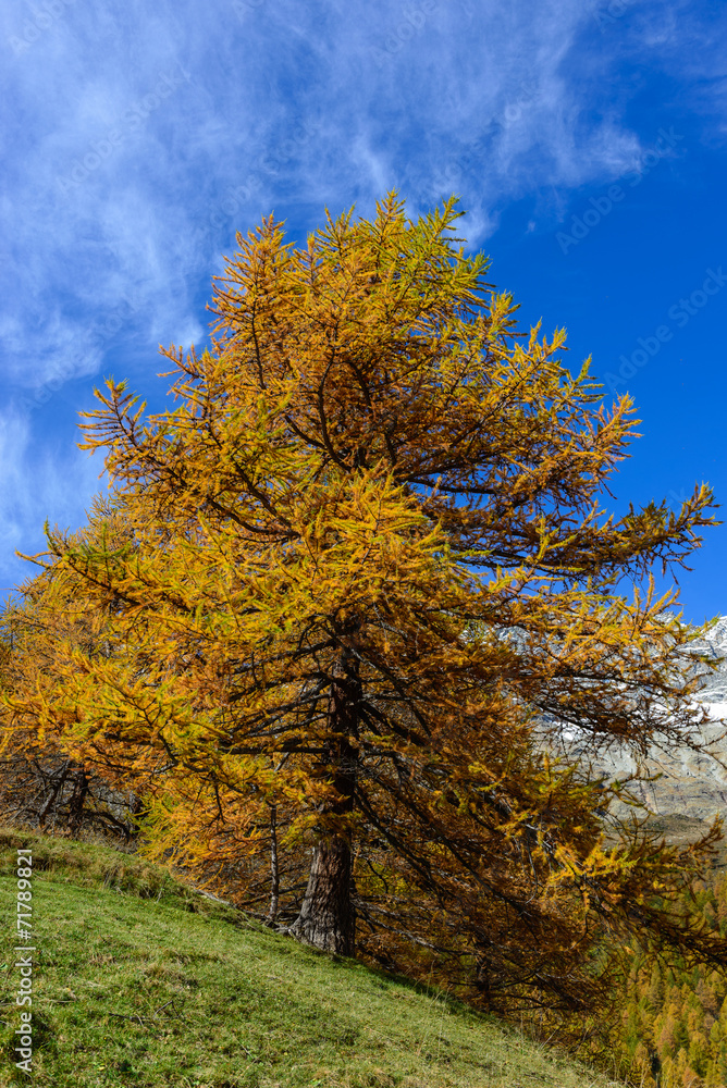 Fototapeta premium Autunno in montagna