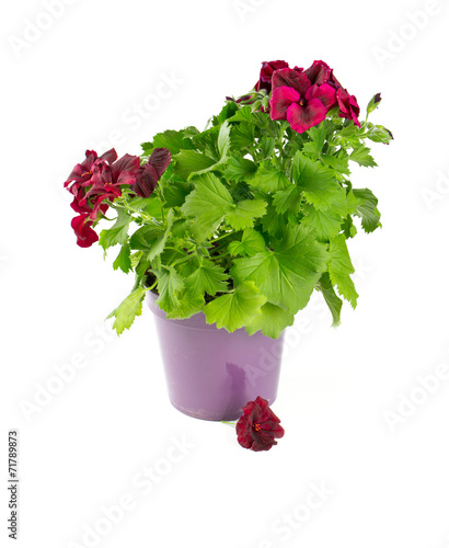 Fototapeta Naklejka Na Ścianę i Meble -  beautiful geranium flower in a pot over white