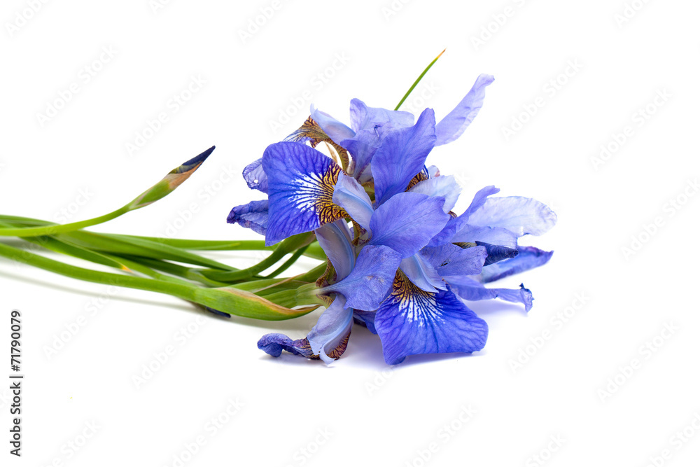 iris flower - obrazy, fototapety, plakaty 