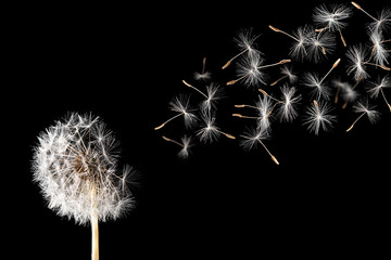 Dandelion on black background.