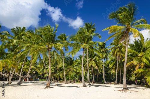 Exotic coast of the Dominican Republic with exotic palm trees © A.Jedynak