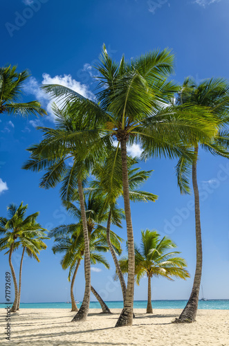 Exotic coast of the Caribbean Islands with exotic palm trees