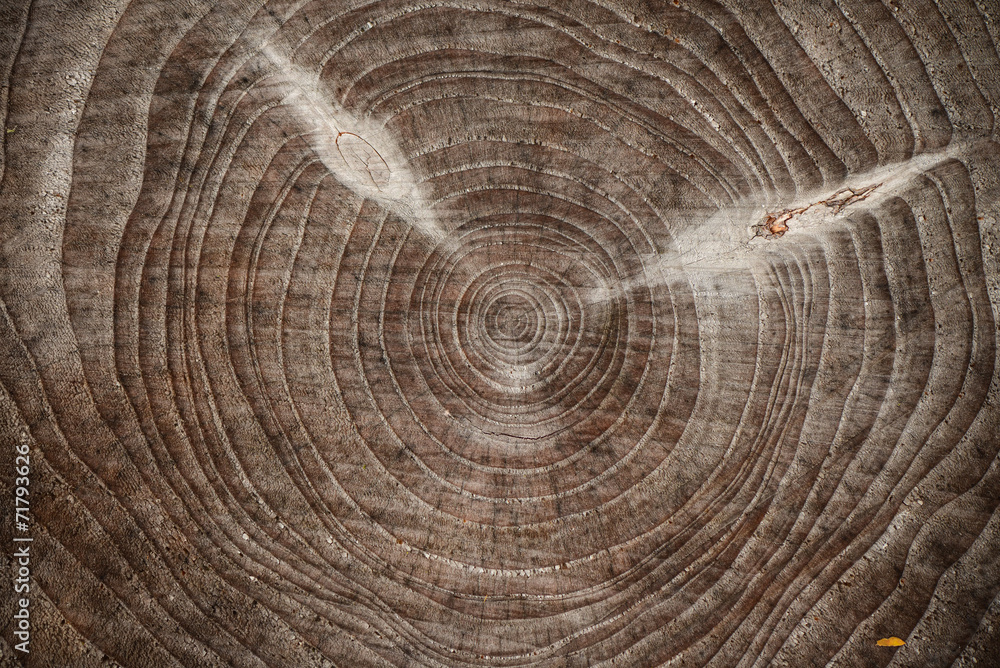 Naklejka premium View over cut piece of timber