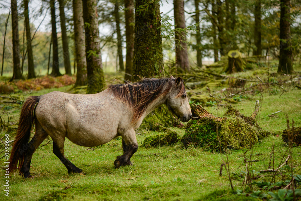 Wild pony in autumn forest Wild pony in autumn forest