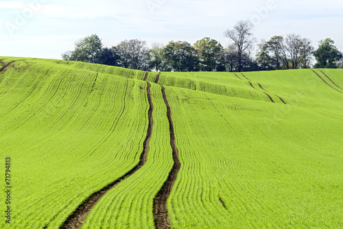 Field of green grass and trees.