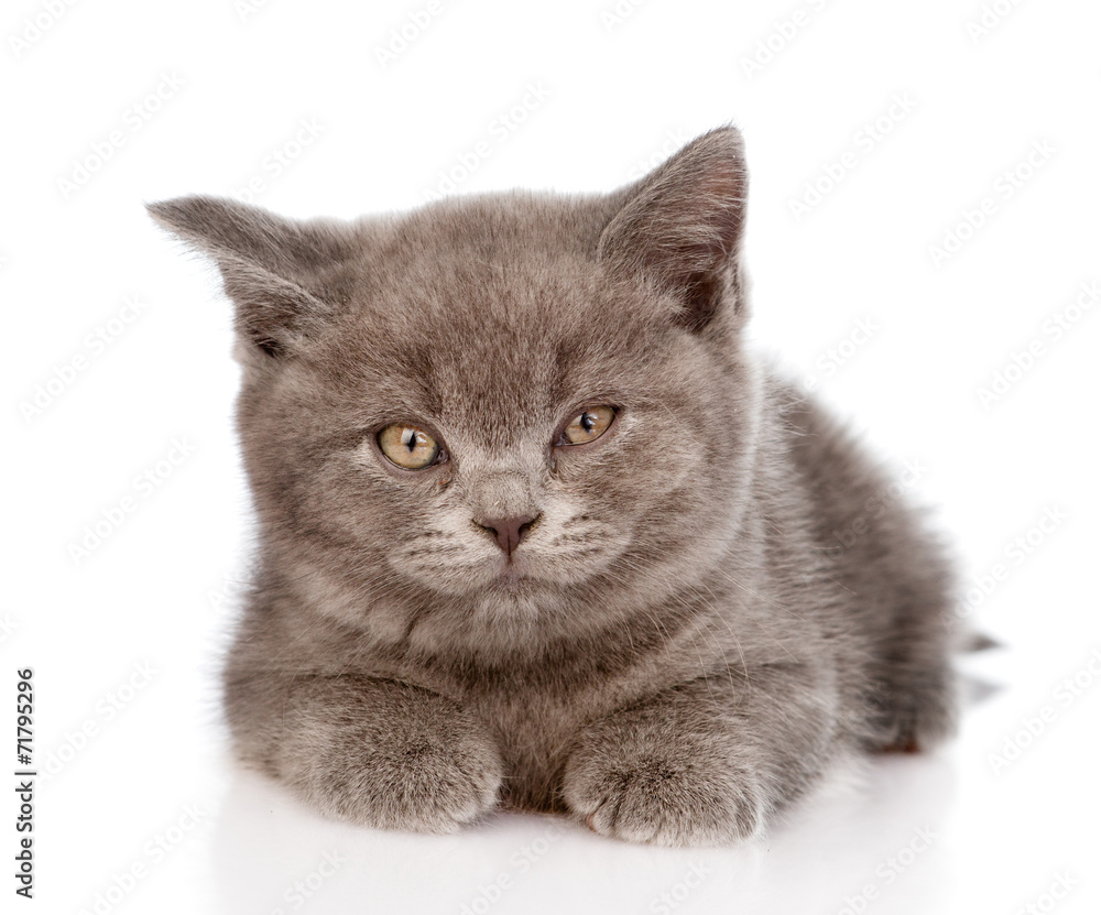 little british shorthair kitten lying in front. isolated on whit