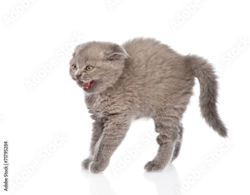 Fototapeta Naklejka Na Ścianę i Meble -  frightened baby kitten in profile. isolated on white background