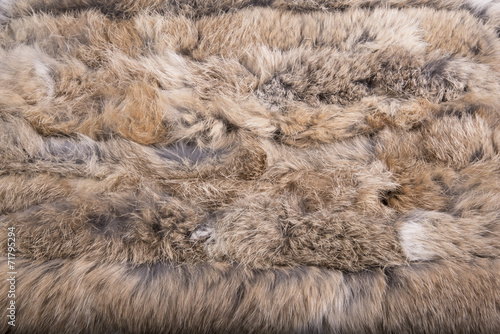 Close up of beautiful animal fur (background, wallpaper)