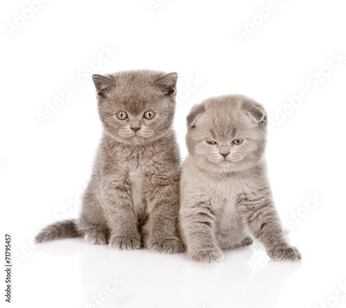 two baby kittens in front. isolated on white background