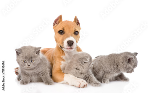 stafford puppy and two kittens lying together. isolated on white