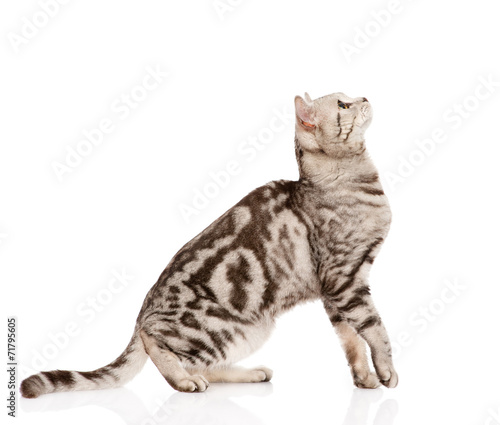 Adult Scottish cat sitting in profile. isolated on white backgro