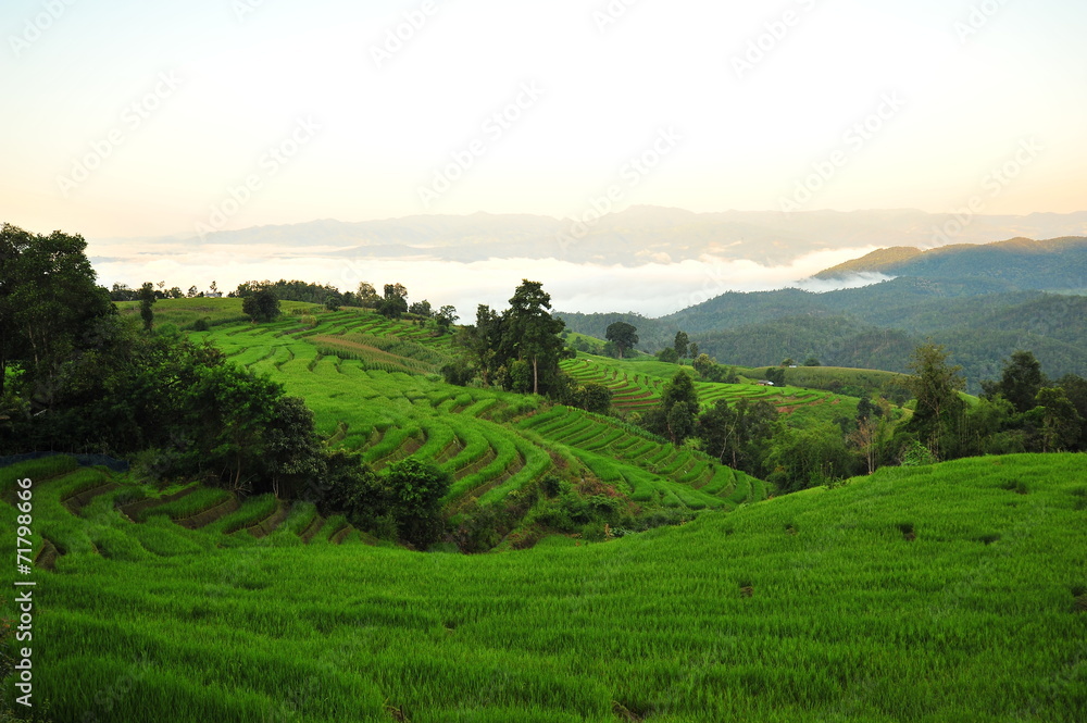 Obraz premium Rice Terraced Fields at Sunrise