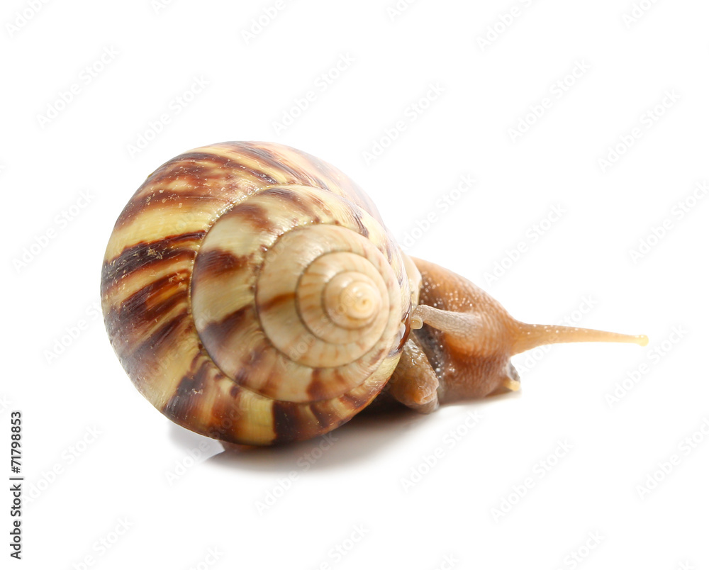 Snail isolated on white background.