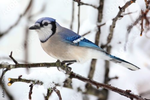Blue Jay In Snow © Steve Byland