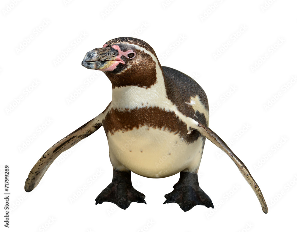 Fototapeta premium penguin isolated on white background