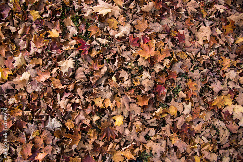 Fall Leaves background Fall Leaves background