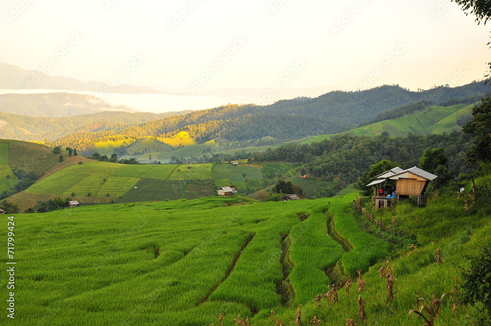 Rice Terraced Fields at Sunrise