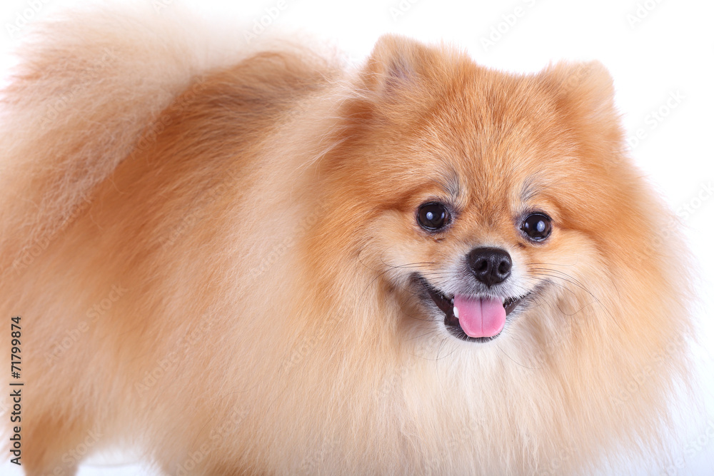 pomeranian dog isolated on white background