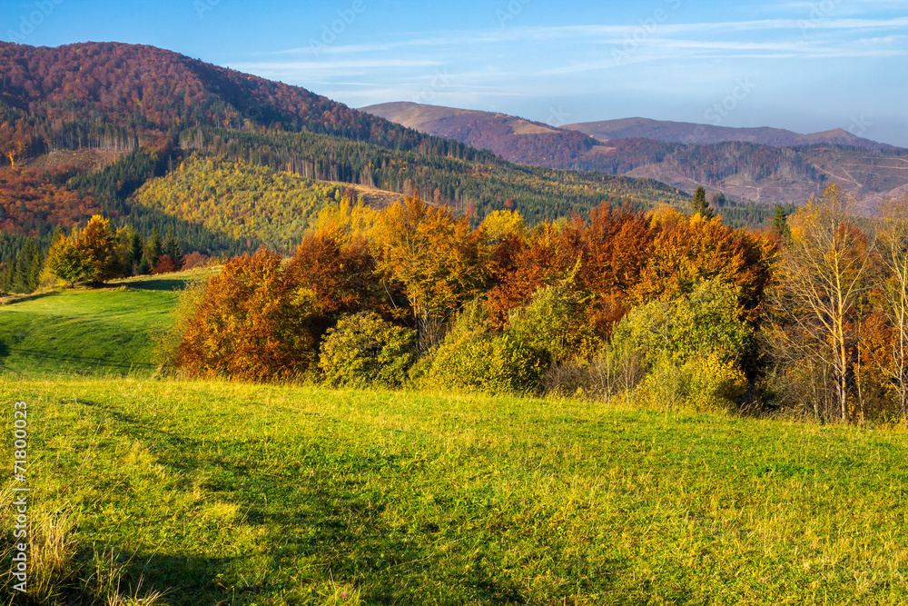 Naklejka premium trees on autumn meadow in mountains