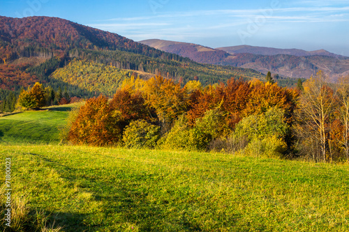 trees on autumn meadow in mountains