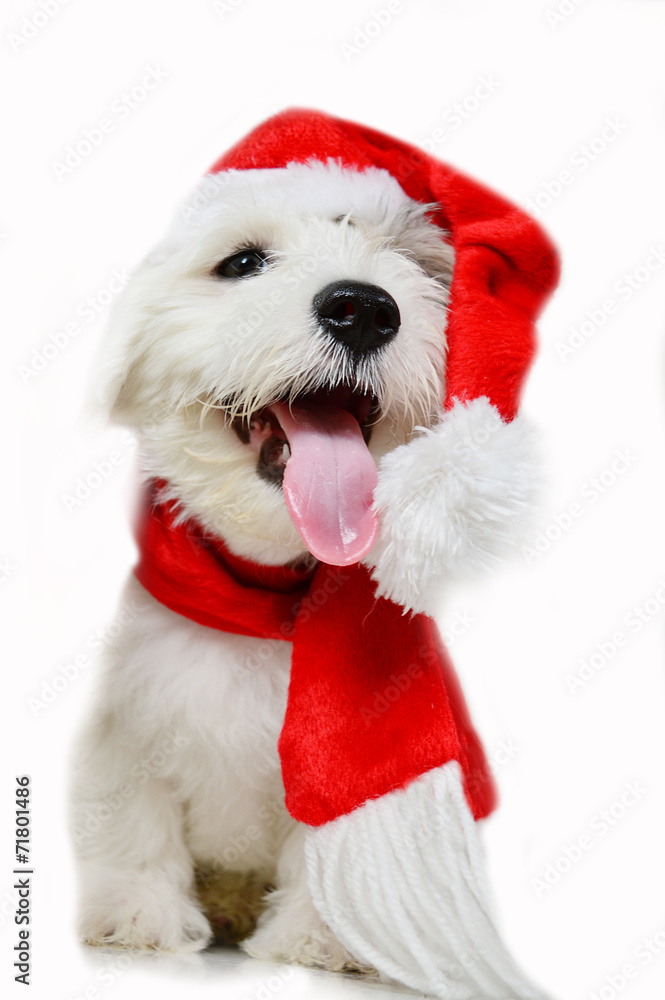 Christmas puppy Christmas puppy