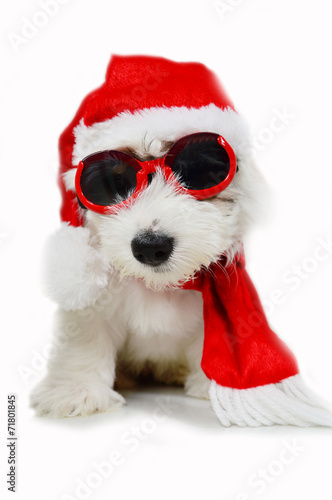 Christmas puppy photo