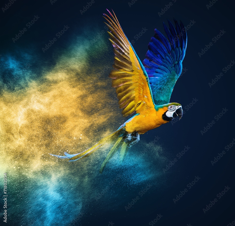 Obraz premium Latająca papuga Ara nad wybuchem kolorowego proszku