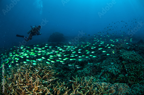 Schooling fish in Gili, Lombok, Nusa Tenggara Barat underwater