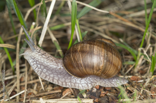 Burgundi snail or Escargot, Helix pomatia on grass