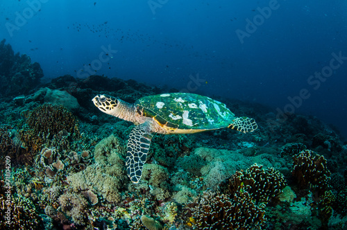 Hawksbill Turtle in Gili Lombok Nusa Tenggara Barat underwater © fenkieandreas