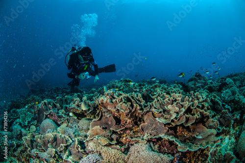 Diver swimming in Gili, Lombok, Nusa Tenggara Barat underwater © fenkieandreas