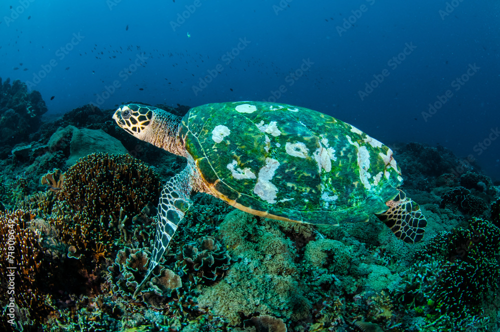Hawksbill Turtle in Gili Lombok Nusa Tenggara Barat underwater Hawksbill Turtle in Gili Lombok Nusa Tenggara Barat underwater