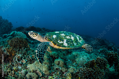Hawksbill Turtle in Gili Lombok Nusa Tenggara Barat underwater