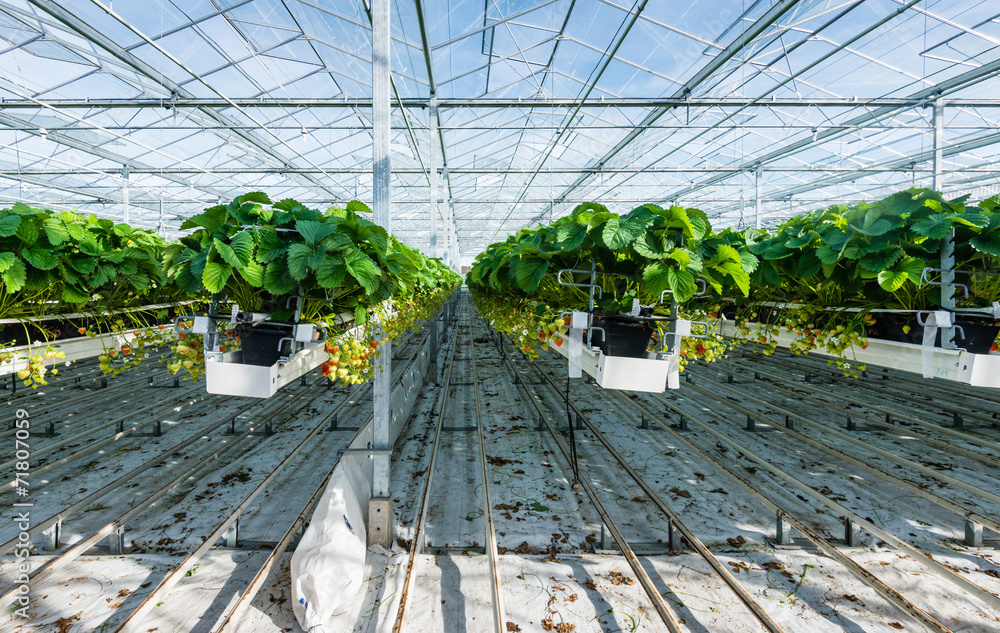 Hydroponic strawberry cultivation in a glasshouse Hydroponic strawberry cultivation in a glasshouse
