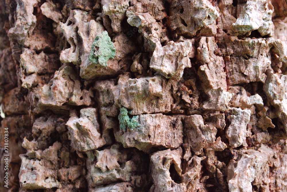 Fototapeta premium Tree Fungus