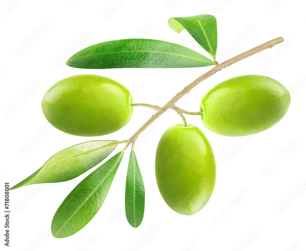 Isolated olive. Branch with three green olives isolated on white, with clipping path Isolated olive. Branch with three green olives isolated on white, with clipping path