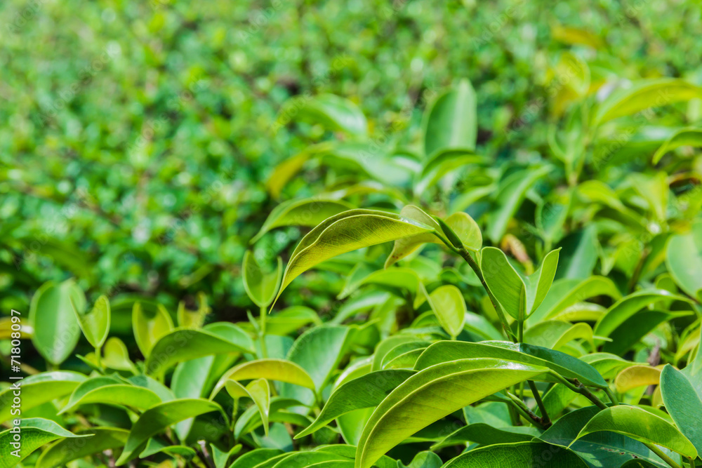 fresh green leaves fresh green leaves