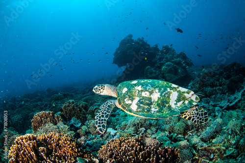 Fototapeta Naklejka Na Ścianę i Meble -  Hawksbill Turtle in Gili Lombok Nusa Tenggara Barat underwater
